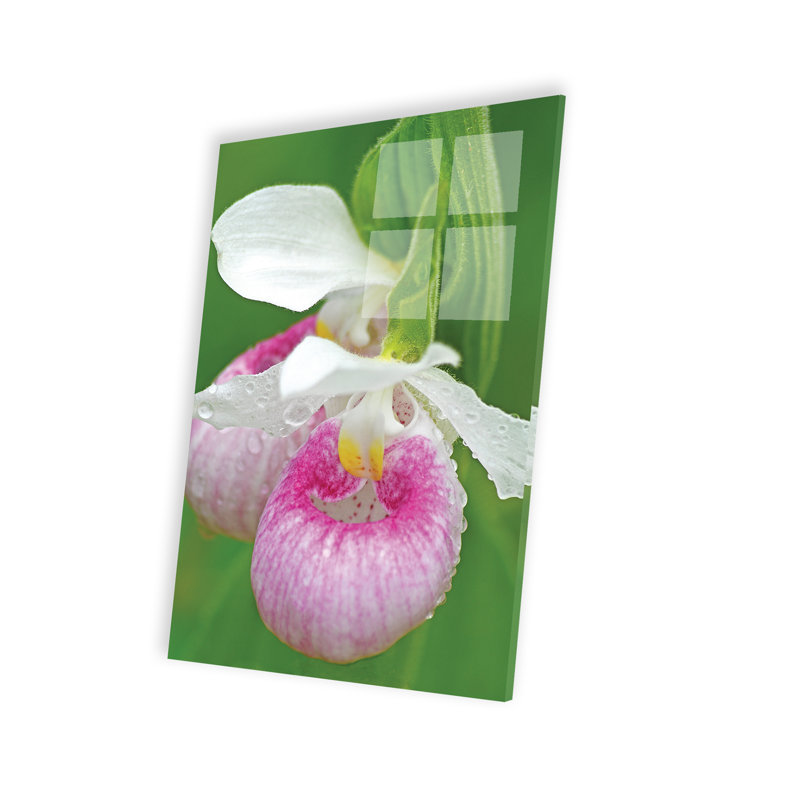 «Showy Lady Slipper On Plastique / Acrylique» par Brian Wolf Print
