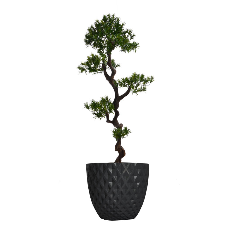 Yacca de Panama en pot