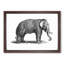 Elephant in Black & White by George Shaw - Picture Frame Drawing Print-55539494-55539495