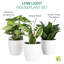 Live Low Light Houseplant Set-70535092