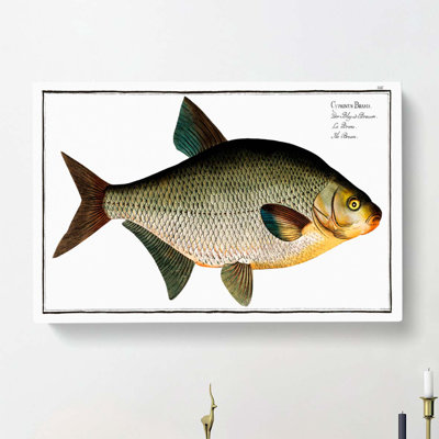 Bream Fish by M.E. Bloch - Wrapped Canvas Painting