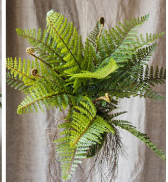 Plante à rustique, 21.6" H x 19.7" W x 19.7" D