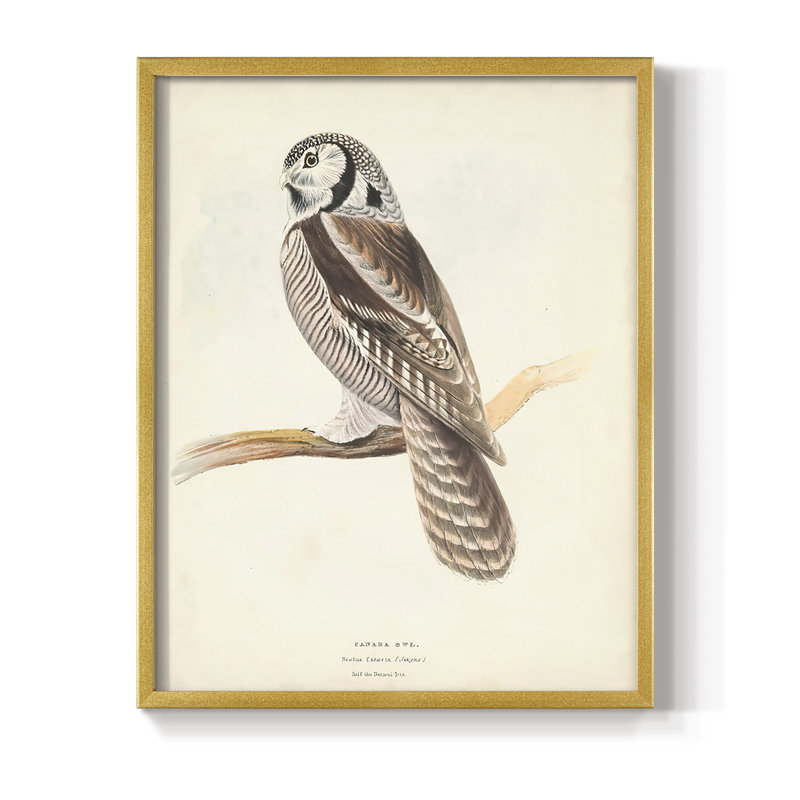 Reproduction encadrée Canada Owl - bois massif, Or, H 28 po x l 22 po