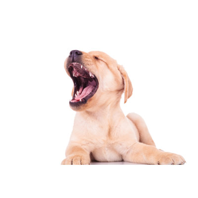 Excited Labrador by Pictureimpressions - Wrapped Canvas Print