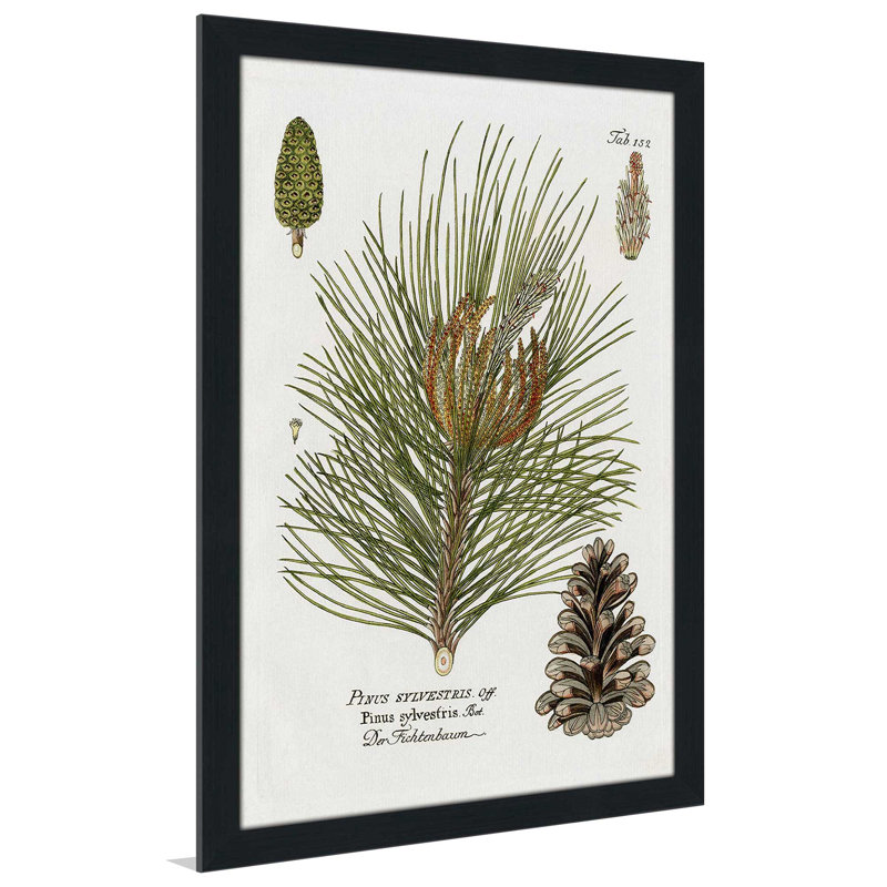 Épinette botanique par Kelly Donovan - Peinture, L 27,5 po x H 39,5 po, Cadre noir