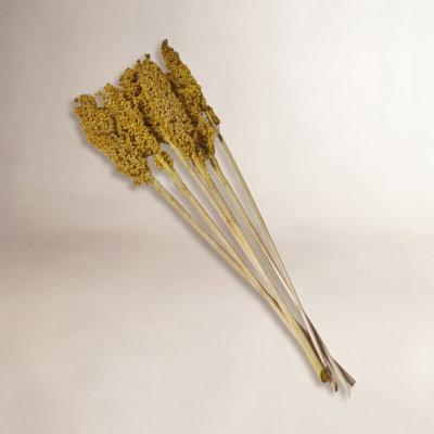 Clerkin Natural Dried Plant Floral And Botanical Artificial Foliage