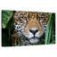 Jaguar de la jungle amazonienne Brampt-107720435