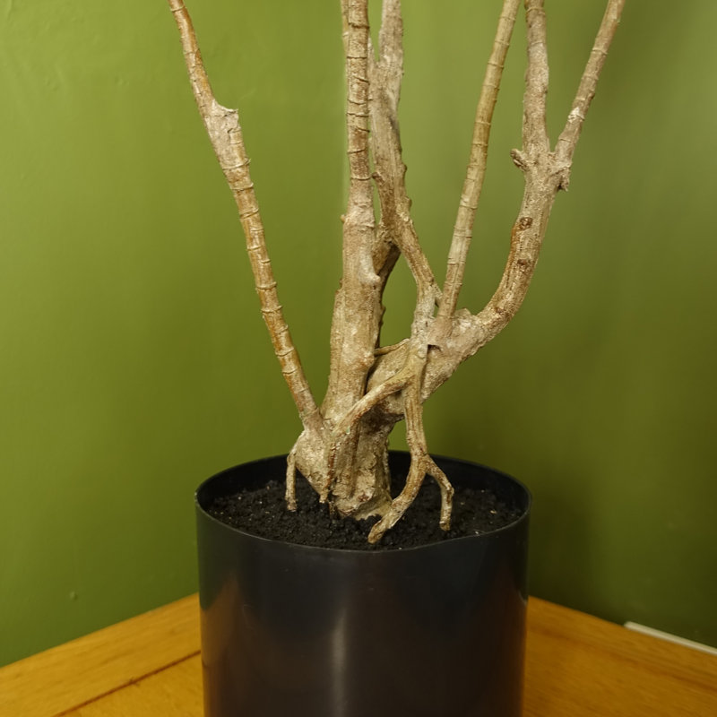 125cm Faux Dracaena Tree in Pot Liner