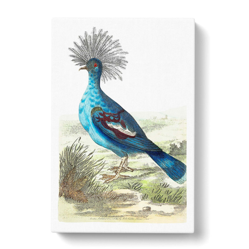 Crowned Pigeon by George Shaw - Wrapped Canvas Painting, 60cm H x 40cm W x 3cm D