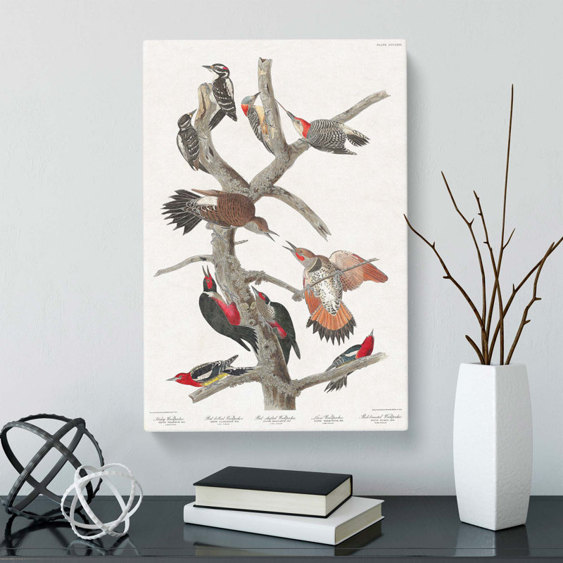 Collection Of Woodpeckers - Wrapped Canvas Painting, 50cm H x 35cm W x 3cm D