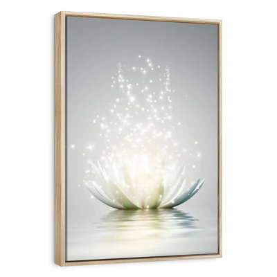 Lotus scintillant