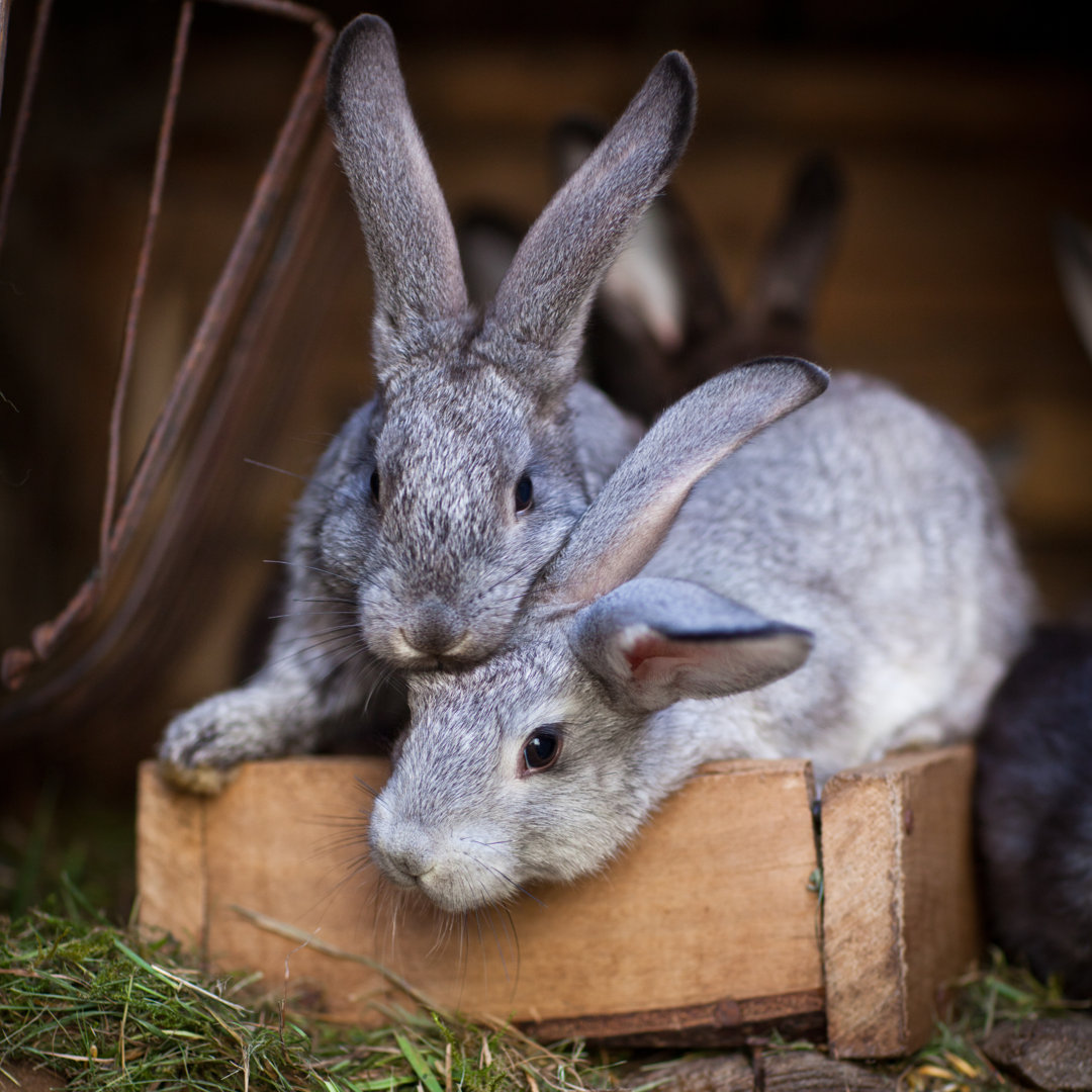 Leinwandbild Junge graue Kaninchen auf einer Holzkiste bereit zum Mittagessen