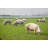Pigs Springtime - Wrapped Canvas Print-1669475561