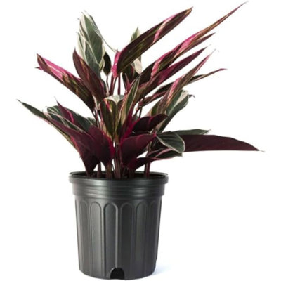 Pet Friendly American Plant Exchange Live Stromanthe Triostar, Large 10-Inch Pot, Dramatic Prayer Plant