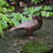 Ellen Weather Resistant Metal Garden Statue