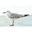 Seagull I Print by Adam Mowery-70658324