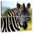 Brampt Staring Zebra-109038300
