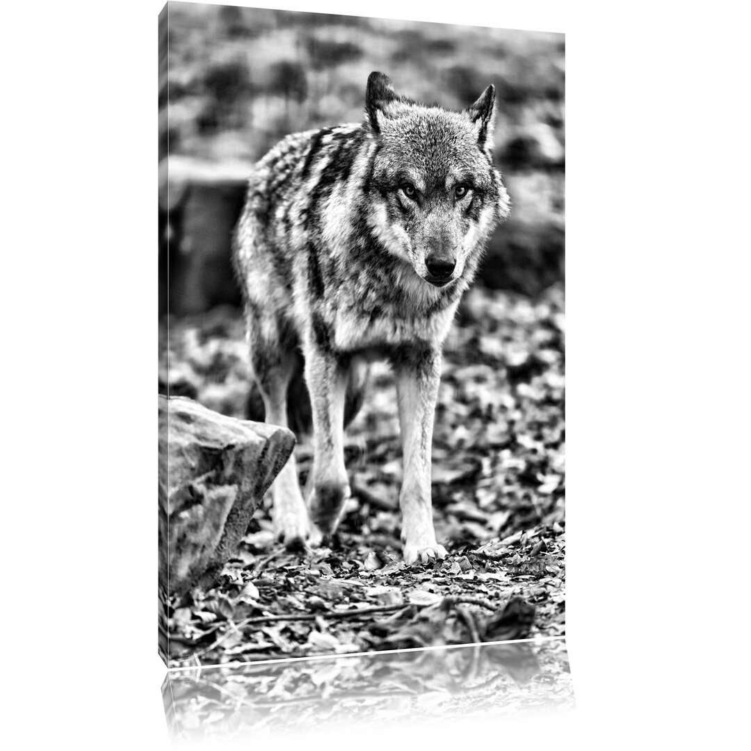 Leinwandbild Wolf im Laubwald in Monochrom