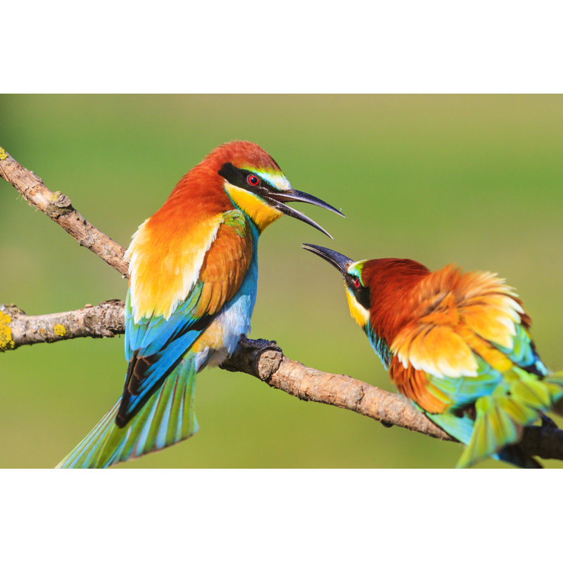 Birds Flirting - Photographie sur toile tendue, H 8 po x l 12 po