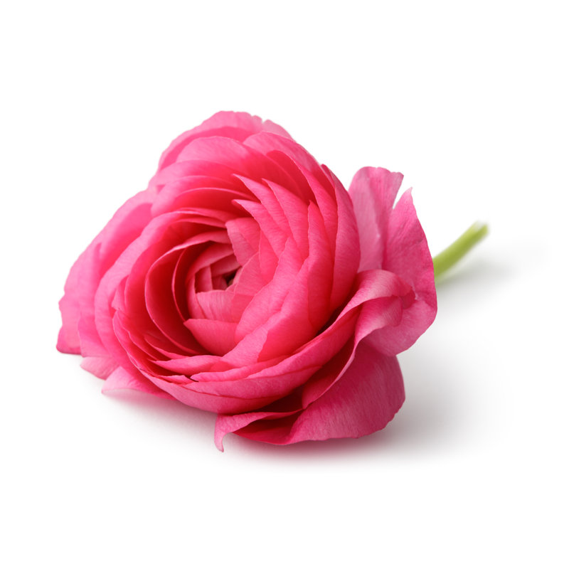Fleurs: Renoncule par Floortje, H 12 po x l 18 po