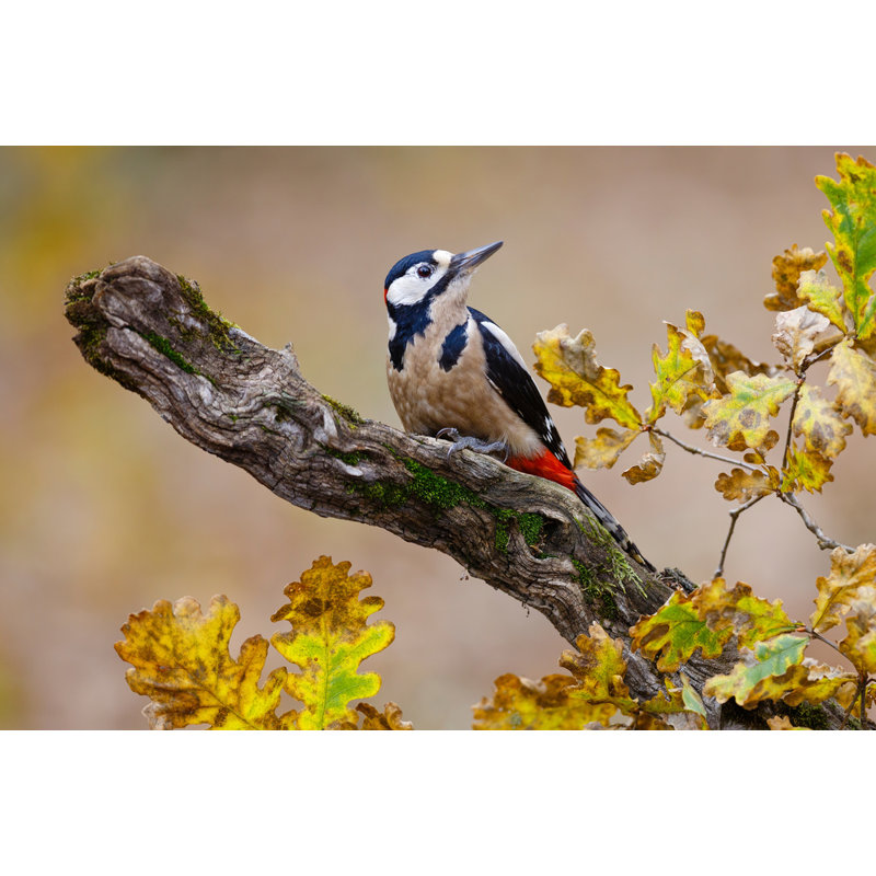 Wrapped Canvas Print, 60.96 cm H x 91.44 cm W