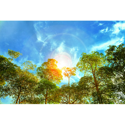 Forest In Morning by Releon8211 - Wrapped Canvas Print