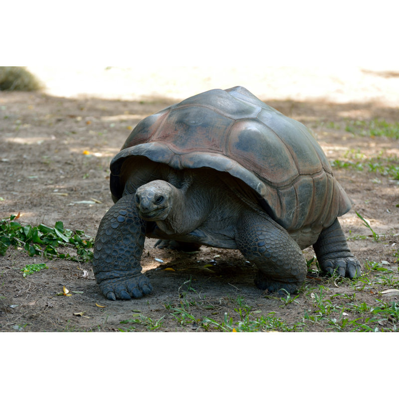 Giant Tortoise - Wrapped Canvas Print, 81cm H x 122cm W x 3.8cm D