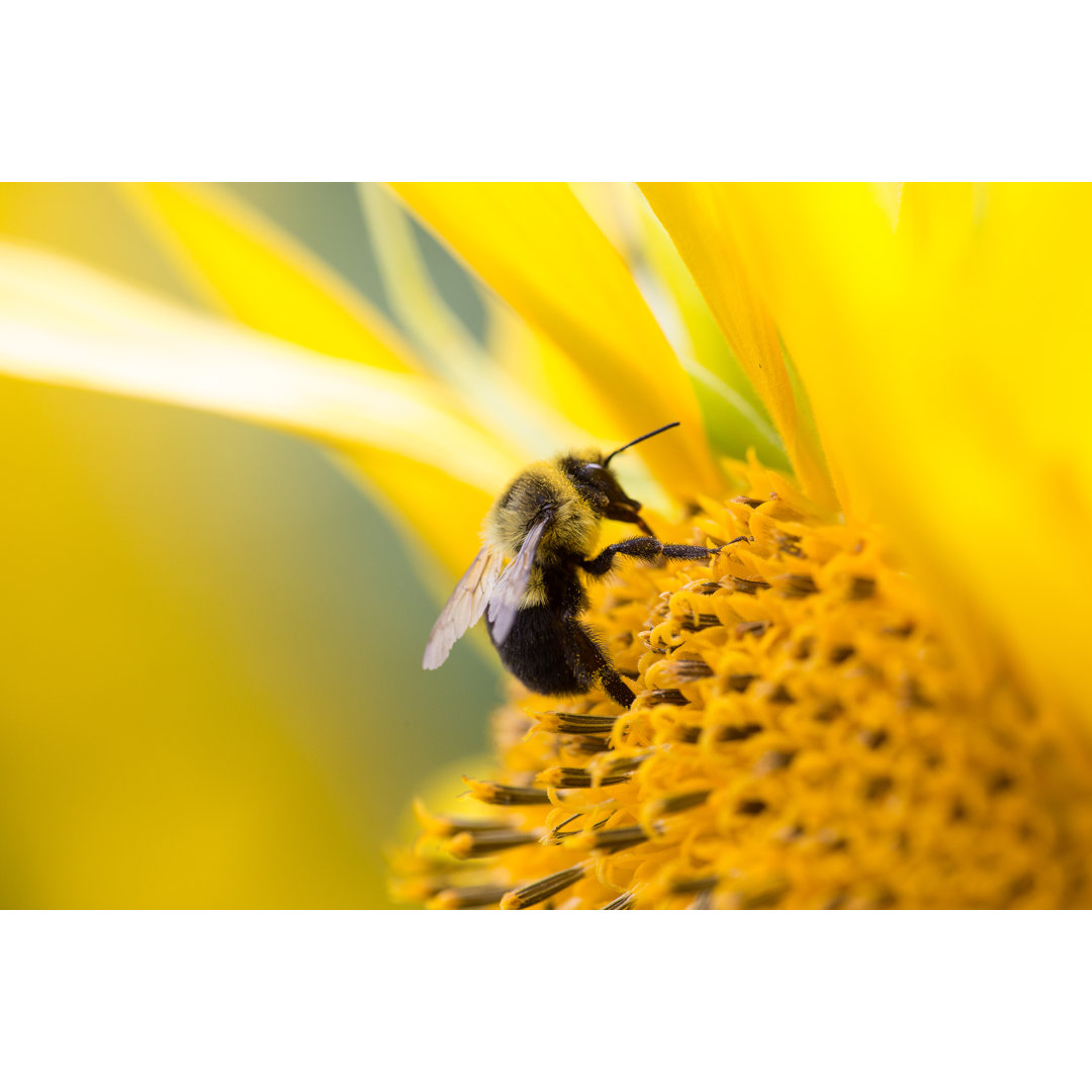 Bienen sammeln Pollen von einer Sonnenblume by BD - Leinwandbild