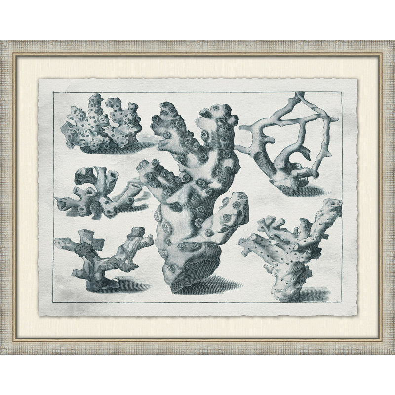 Aquatic Specimines 5 Print