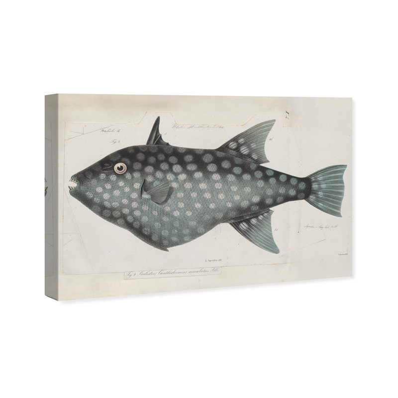 Triggerfish - peinture sur toile, H 20 po x l 30 po, Toile tendue