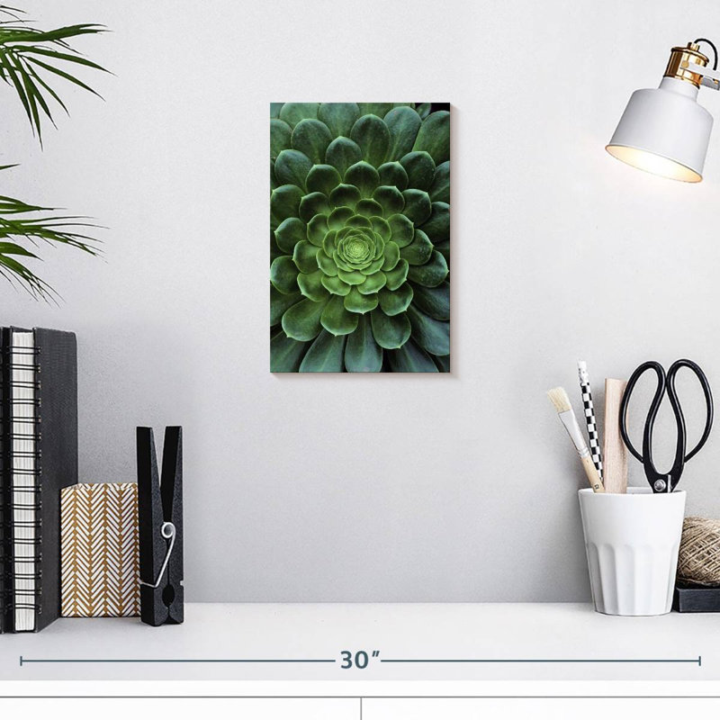 Plante grasse Harnek, H 12 po x l 8 po