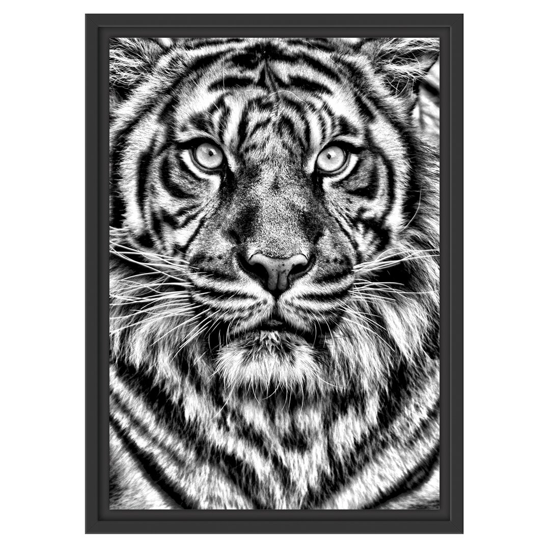 Gerahmtes Wandbild Aufmerksamer Tiger