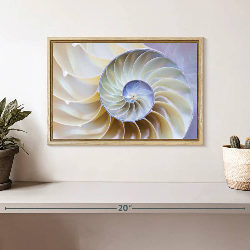 Empty Nautilus Shell, 13" X 9", Floating Frame Natural Wood
