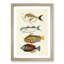East Indies Fish Illustrations Fol. 2 by Louis Renard - Picture Frame Painting Print-55547279-55547283