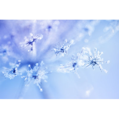 Plante couverte de glace par 5Ugarless
