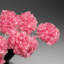 Custom - Genuine Rose Quartz Clustered Gemstone Tree On Rose Quartz Matrix (Unconditional Love Tree)