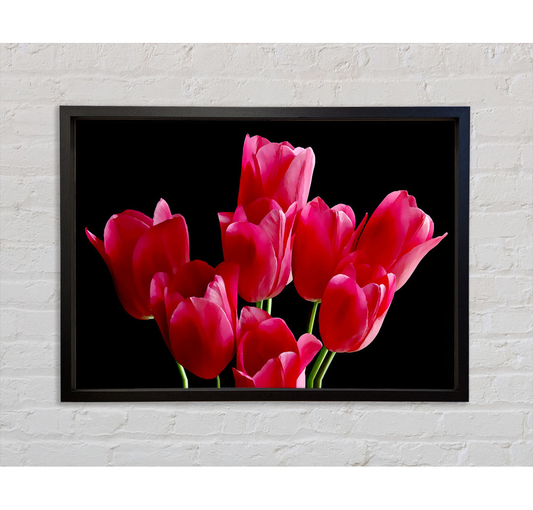 Blume Cerise Tulpen - Druck