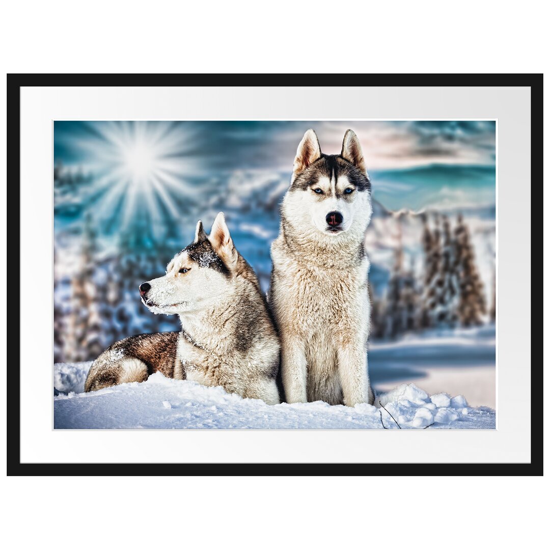 Gerahmtes Poster Zwei wilde Huskies