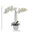 Orchidées florales en pot-463248448-439004577