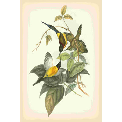 Gould, oiseaux des tropiques IV