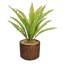 Faning Aaru plante en pot-1157509356-1157509357
