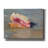 Epic Graffiti 'Conch Shell2 By David Stribbling, C " Epic Graffiti 'Conch Shell2 By David Stribbling, Canvas Wall Art, 16"x12" " by David Stribbling