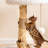 Solid Wood Cat Tree Tower, Natural Wooden Cat Furniture for Indoor Cats, Modern Cat Tree, Sisal Scratching Posts and Hanging Toys, 33"
