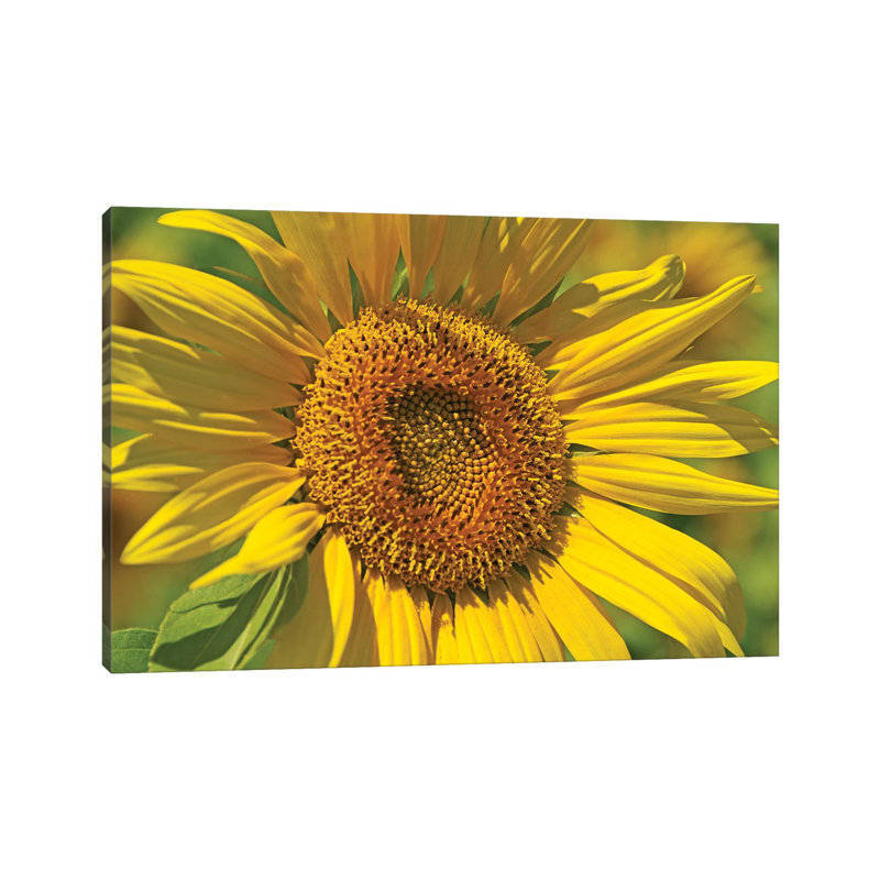 Golden Sunflower by Brian Wolf - Wrapped Canvas Rectangle Print, 66.04 cm H x 45.72 cm W x 1.91 cm D