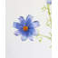Real Touch White Cosmos 29 po-904251297