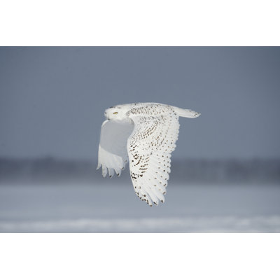 Hibou en vol IV