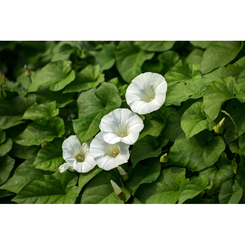 Hedge Bindweed - Wrapped Canvas Photograph, 8" H x 12" W