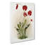 Magnolia Flowers Illustration Tab. 26 by Frederick Sander - Wrapped Canvas Print-55308840