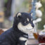 Shiba Decorative Puppy Figurine for Home & Garden Décor, Handpainted Polyresin Dog Statue, Realistic Design | Gift for Dog Lovers | Weather-Resistant Indoor/Outdoor Decor-616385839