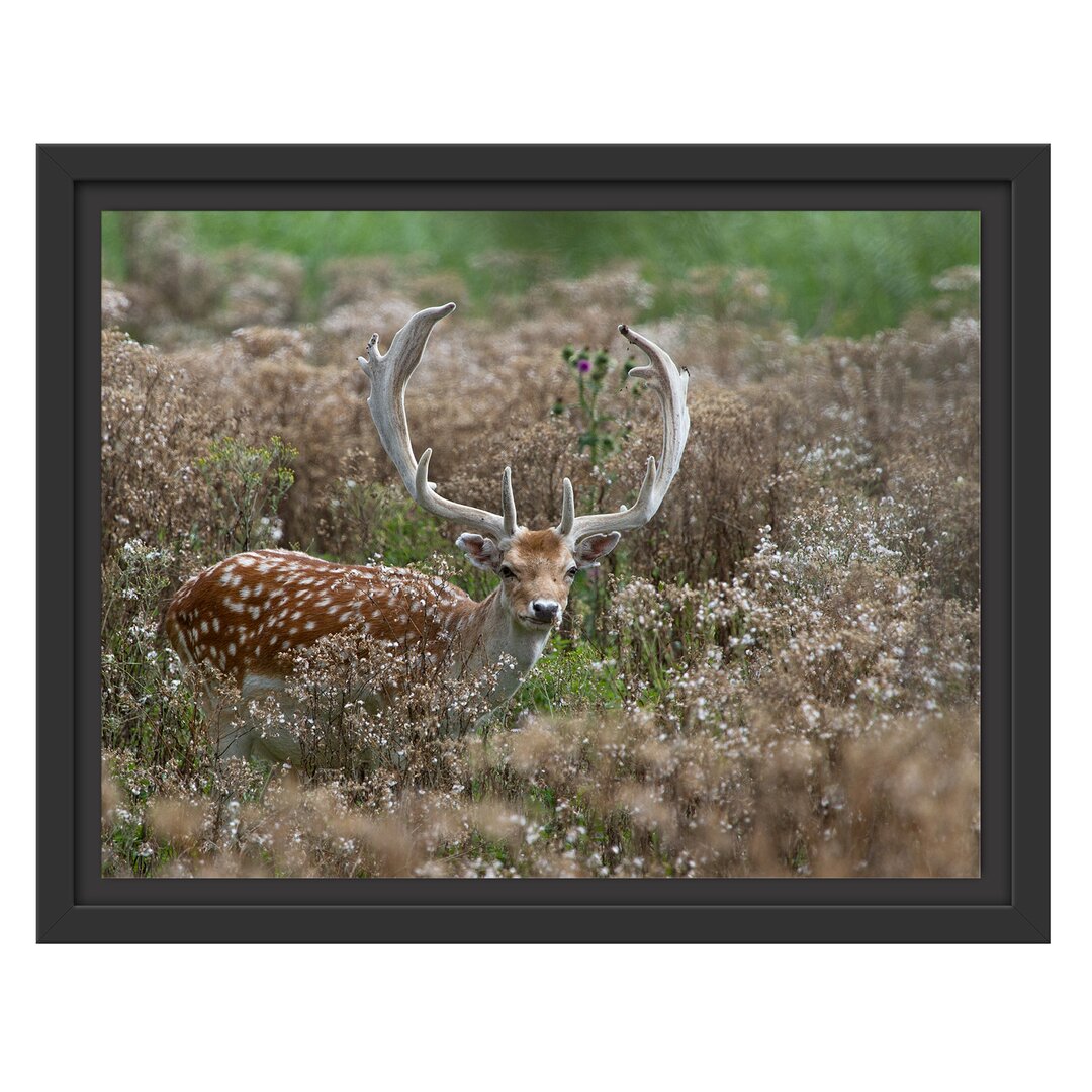 Gerahmtes Wandbild Axishirsch auf Wildwiese